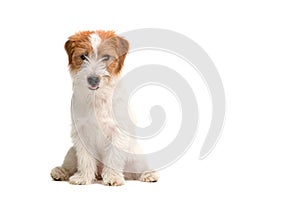 Jack Russell Terrier