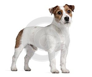 Jack Russell Terrier, 15 months old, standing