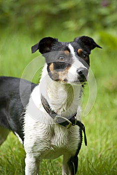 Jack Russell Terrier