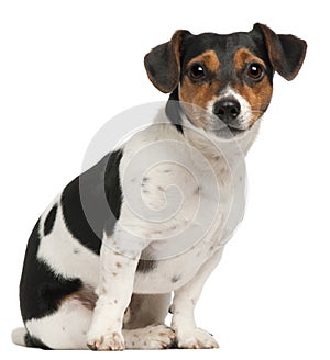 Jack Russell Terrier, 2 and a half years old