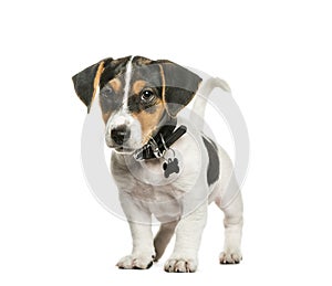 Jack Russell Terrier, 2 months old