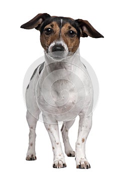 Jack Russell Terrier, 2 years old, standing