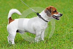 Jack Russell terrier