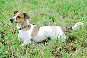 Jack Russell Terrier