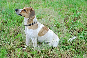 Jack Russell Terrier