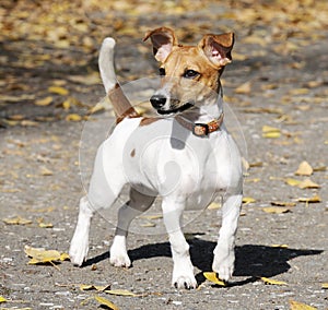 Jack Russell terrier