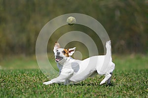 Jack Russell terrier photo