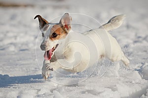 Jack Russell terrier