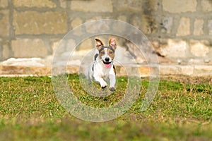 Jack Russell Terrier