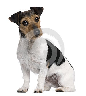 Jack Russell Terrier, 3 years old, sitting