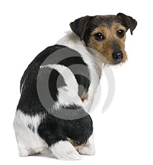 Jack Russell Terrier, 3 years old, sitting