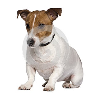 Jack Russell terrier, 3 years old, sitting