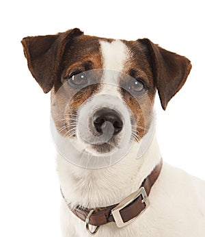 Jack Russell terrier