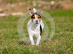 Jack Russell Terrier