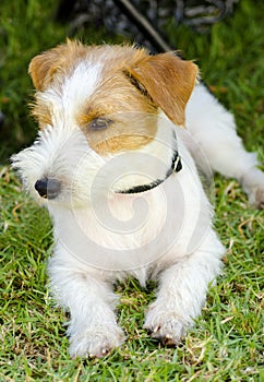 Jack Russell Terrier