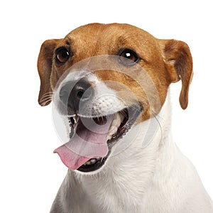 Jack Russell Terrier, 4 years old