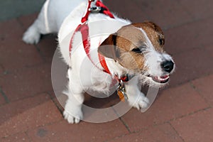 Jack Russell Terrier