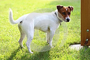 Jack Russell terrier