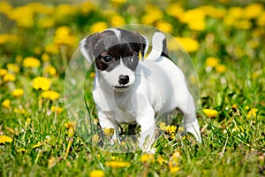 Jack russell terrier