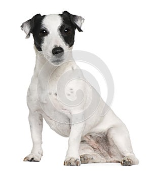 Jack Russell terrier, 7 years old, sitting