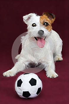 Jack russell terrier