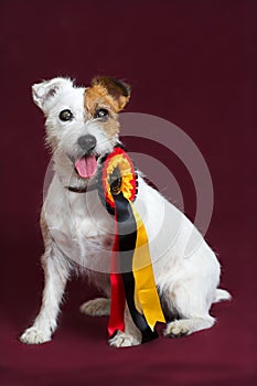 Jack russell terrier