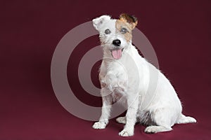 Jack russell terrier photo