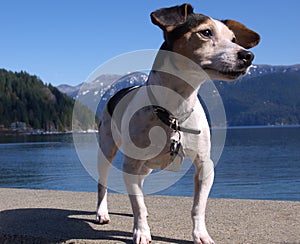 Jack Russell Terrier