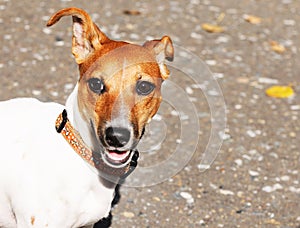 Jack Russell terrier