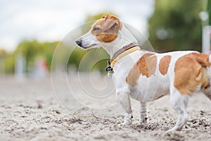 Jack Russell terrier attentively watching on the side