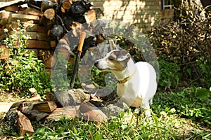 Jack Russell Terrier and an axe