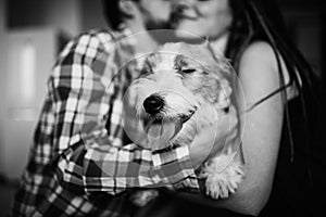 Jack Russell Terrier on the background of a couple in love. selective focus. Love story concept.