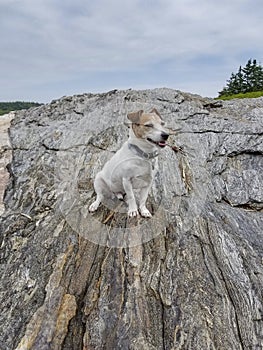 Jack Russell Terrier on Beach Rocks