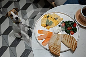 Jack Russell Terrier begging in a dog friendly cafe. Scrambled eggs salmon and toast on a plate.