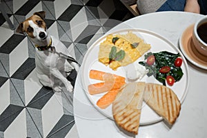 Jack Russell Terrier begging in a dog friendly cafe. Scrambled eggs salmon and toast on a plate.