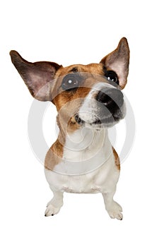 Jack Russell Terrier with big ears