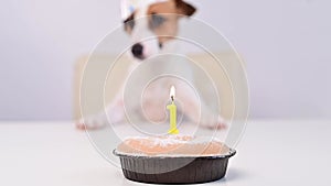 Jack Russell Terrier in a birthday hat on a white background. A woman lights a candle on the dog's first birthday cake