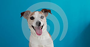 Jack russell terrier on a blue background