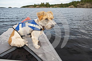 Jack Russell Terrier in a blue life jacket stands on the bow of a red kayak