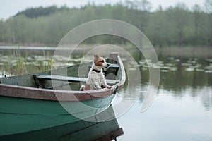 Jack Russell Terrier in a boat on the lake, dog on the nature