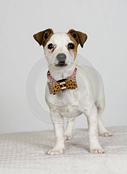 Jack Russell Terrier with a bow tie
