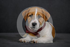 Jack Russell terrier with bow tie