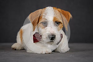 Jack Russell terrier with bow tie