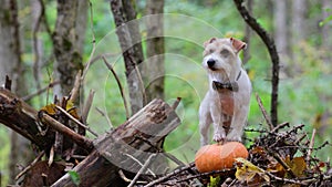 Jack Russell Terrier in a bow tie stands on a pumpkin in the forest. A dog against a background of gloomy trees