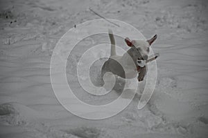 Jack Russell Terrier carries an aport in his mouth and runs through the snow