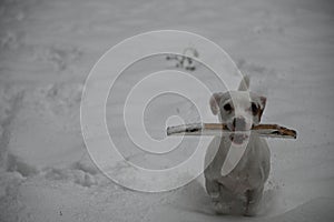 Jack Russell Terrier carries an aport in his mouth and runs through the snow