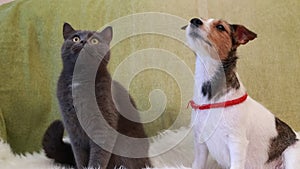 Jack Russell Terrier and cat