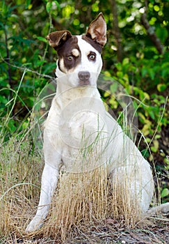 Jack Russell Terrier Cattledog Mixed Breed Dog