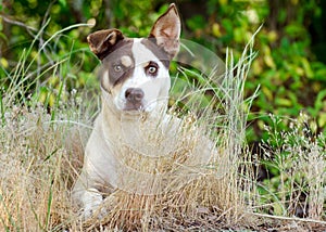 Jack Russell Terrier Cattledog Mixed Breed Dog