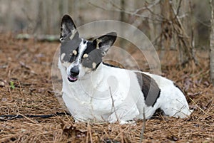 Jack Russell Terrier cattledog mixed breed dog laying in pine needle forest